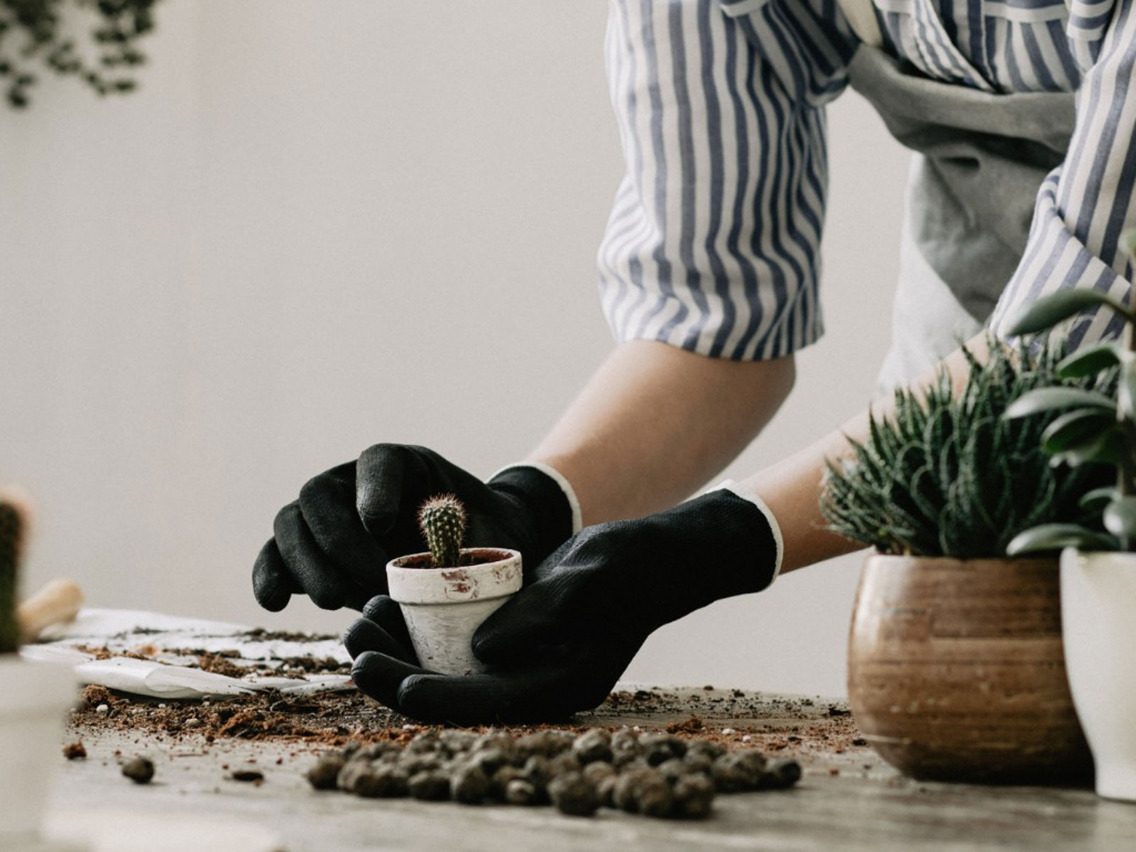 بهترین ترکیب خاک برای گیاهان خانگی کدام است؟