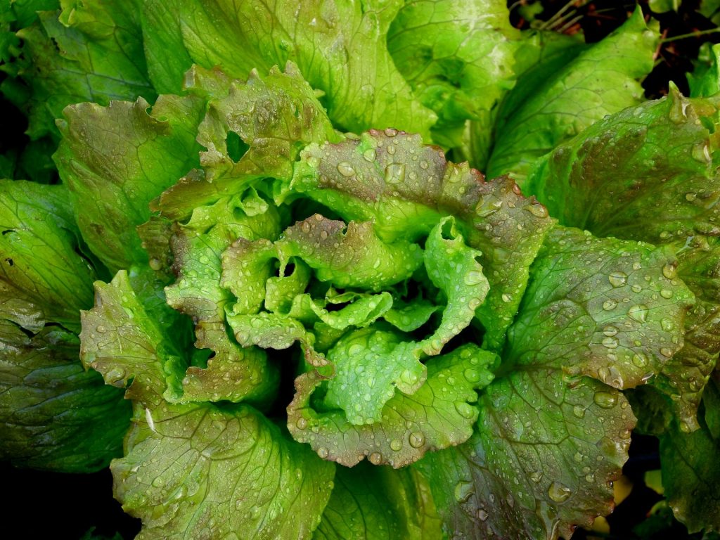 نگهداری از گیاه کاهو