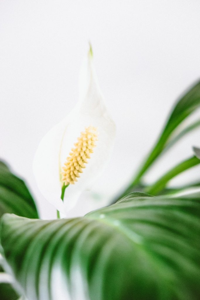 چطور از فیلوم مراقبت کنیم؟