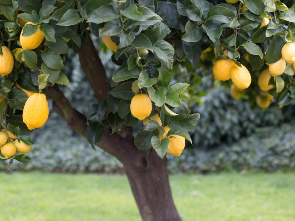 آبیاری درختان مرکبات