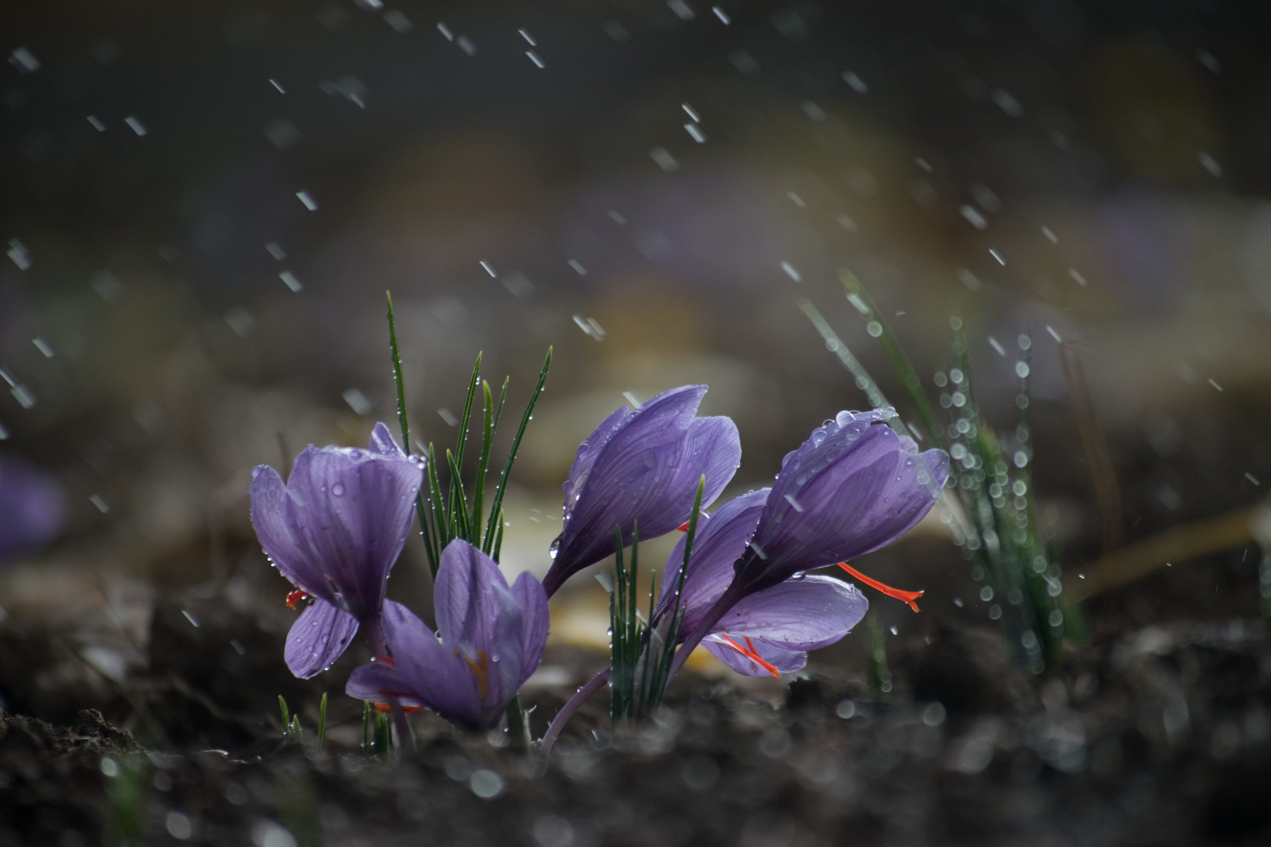 سرمازدگی زعفران در پاییز