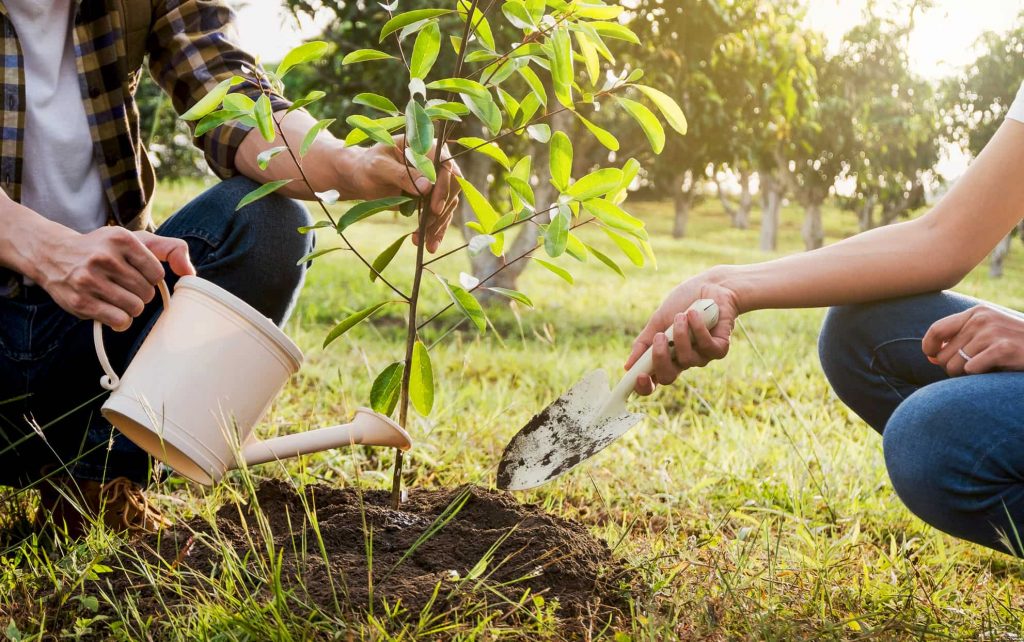 چه زمانی آبیاری را قطع کنیم؟