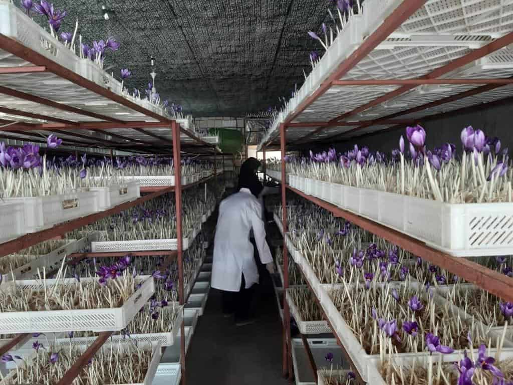 کشت و پرورش و تغذیه زعفران