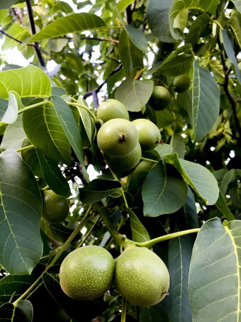 پر بار شدن درخت گردو