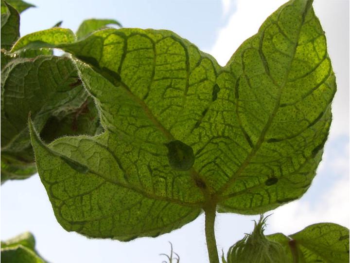 بیماری پیچیدگی برگ پنبه