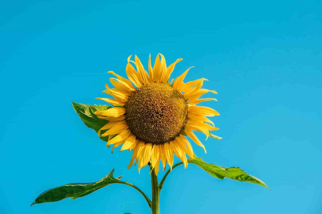 چگونه افتابگردان بکاریم؟
