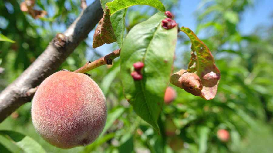 بیماری لب شتری برگ درختان