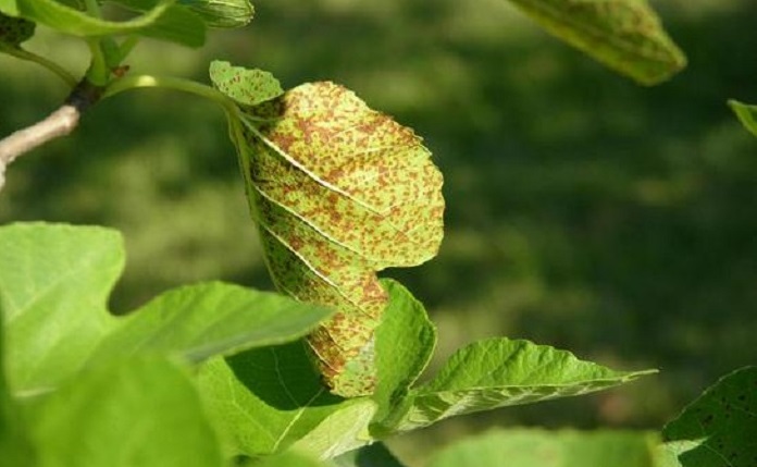 بیماری زنگ برگی درختان