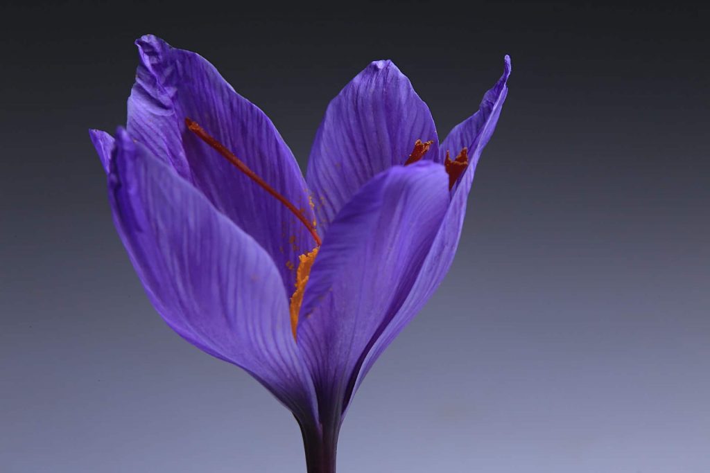 کشت زعفران گلخانه ای