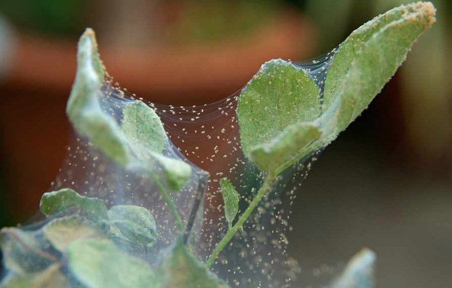کنه عنکبوتی کدو سبز