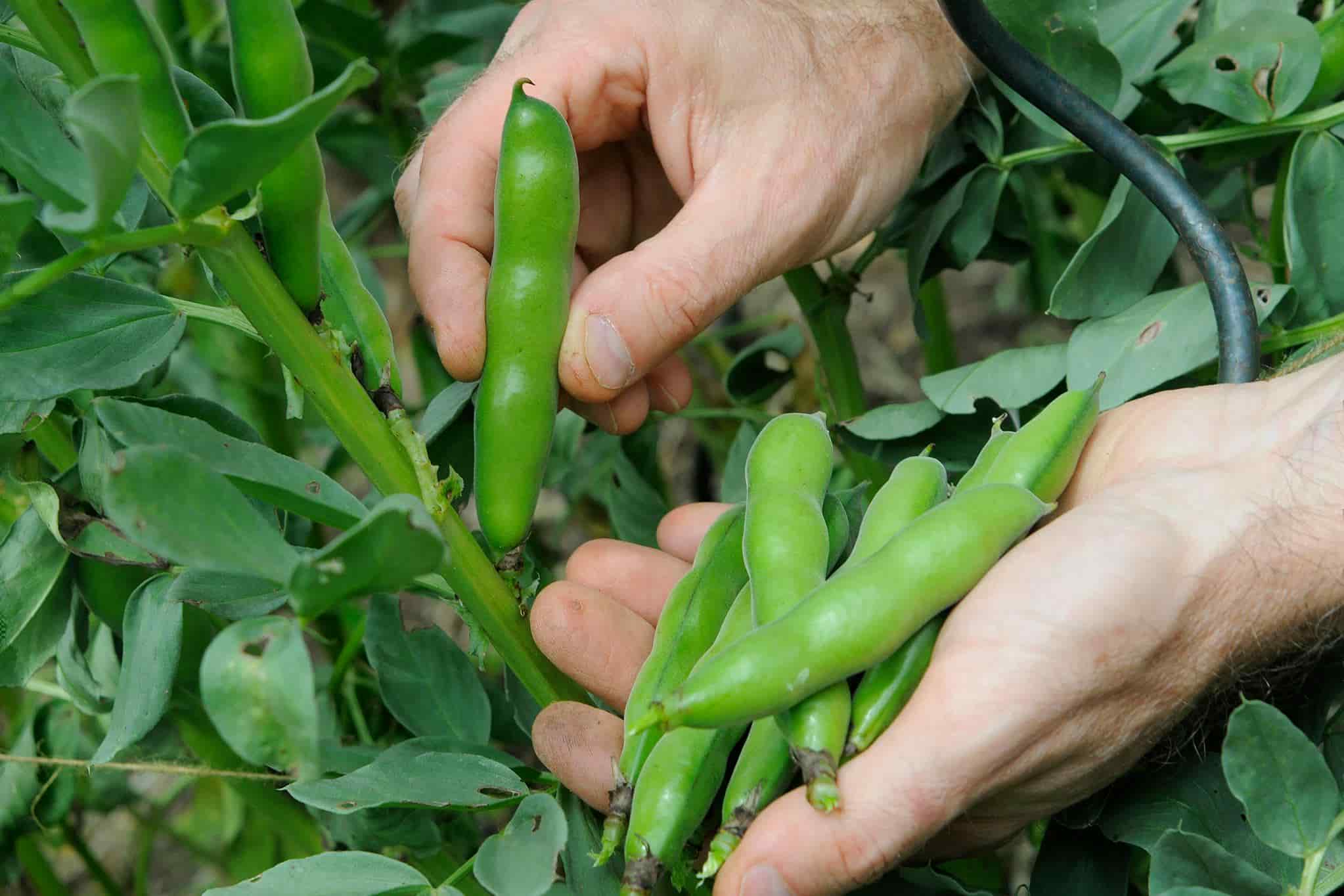 راهنمای کامل کاشت باقلا