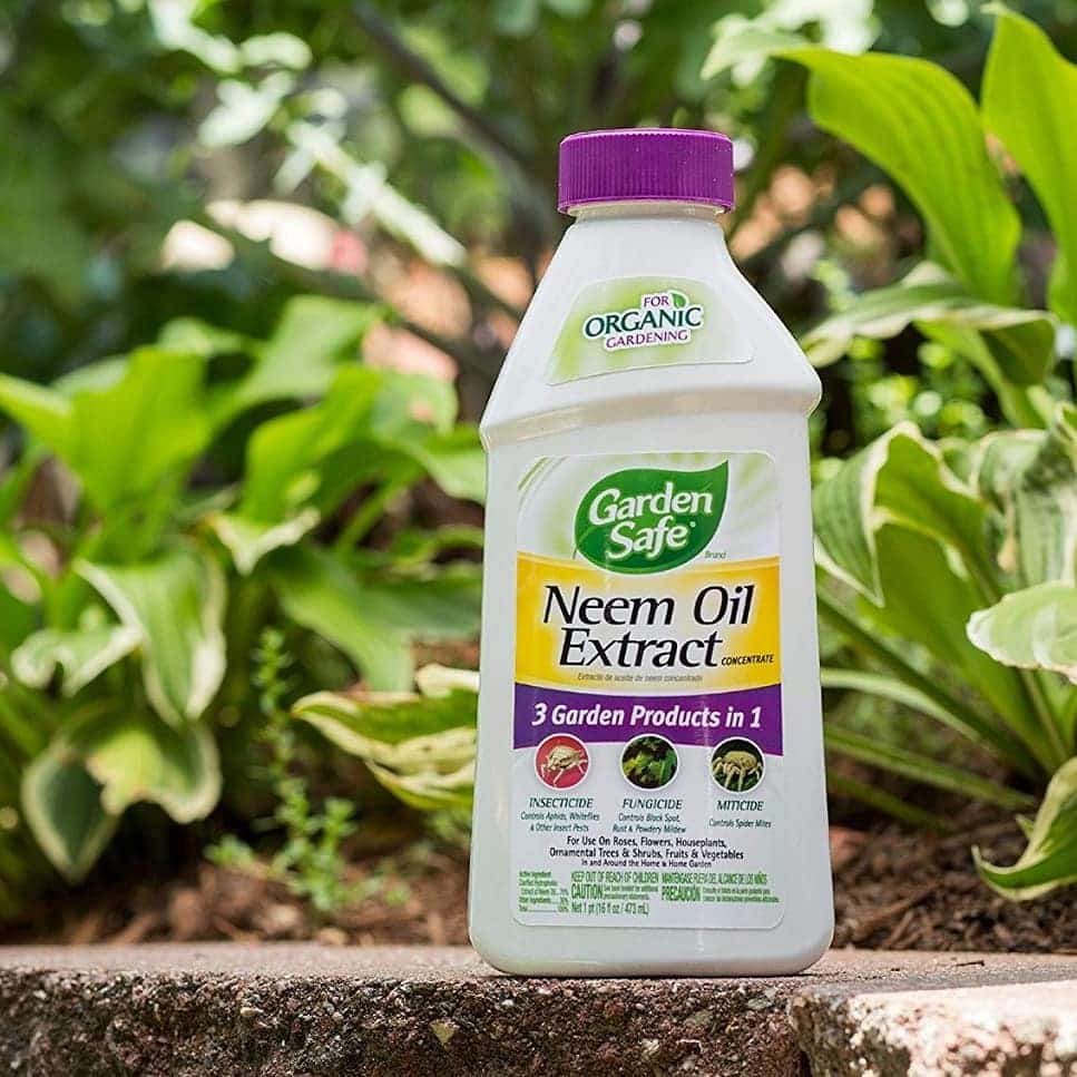 روغن چریش