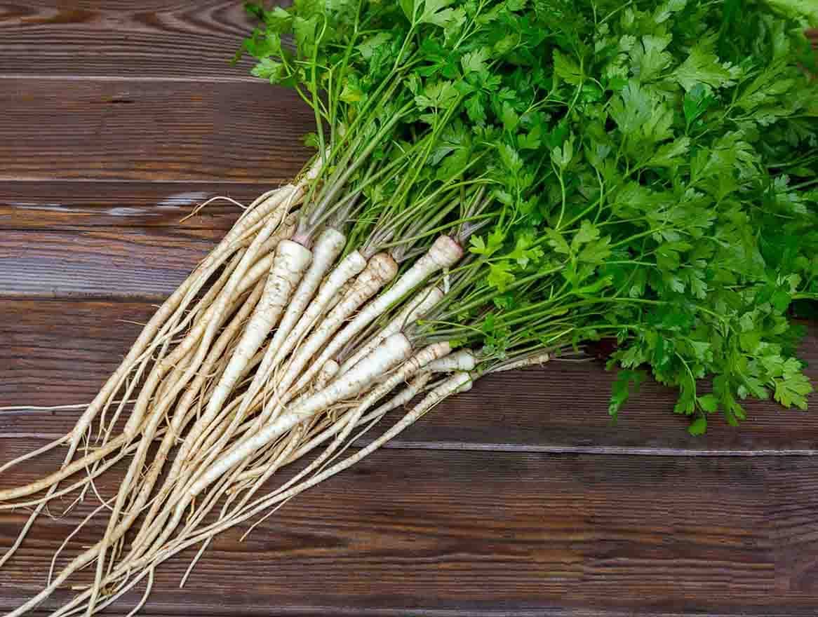 راهنمای کاشت جعفری