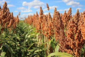 کاشت ذرت خوشه ای در مناطق کم آب