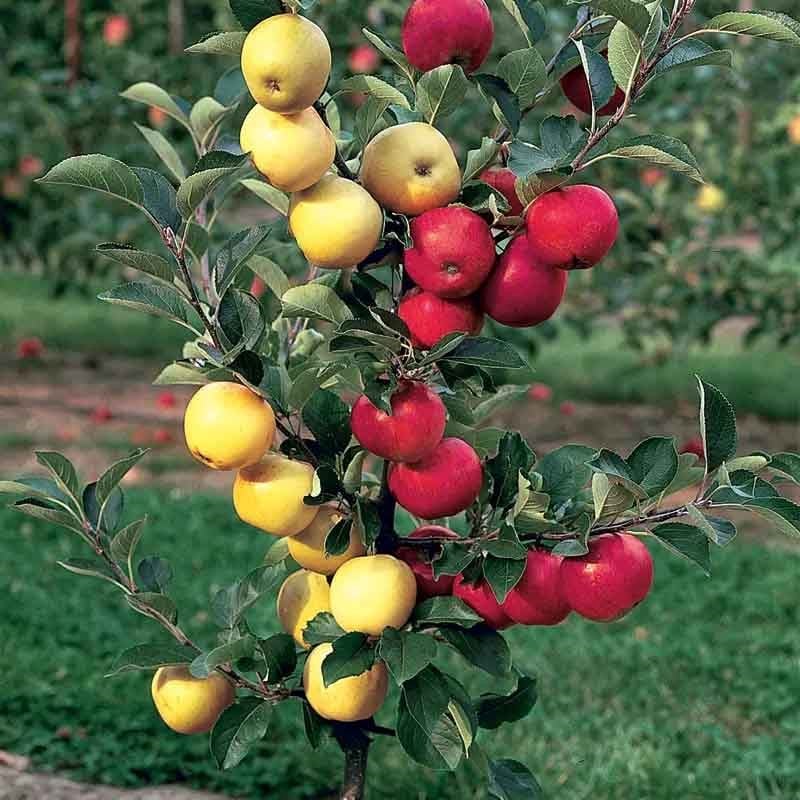 روش های پیوند درختان